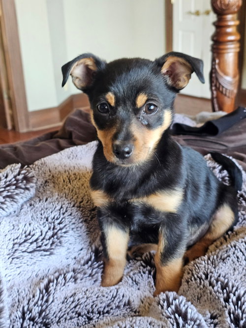 picture of the dog needing adoption