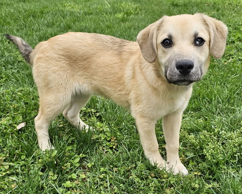 PUPPY SKYBOY, an adoptable Labrador Retriever in Sussex, NJ