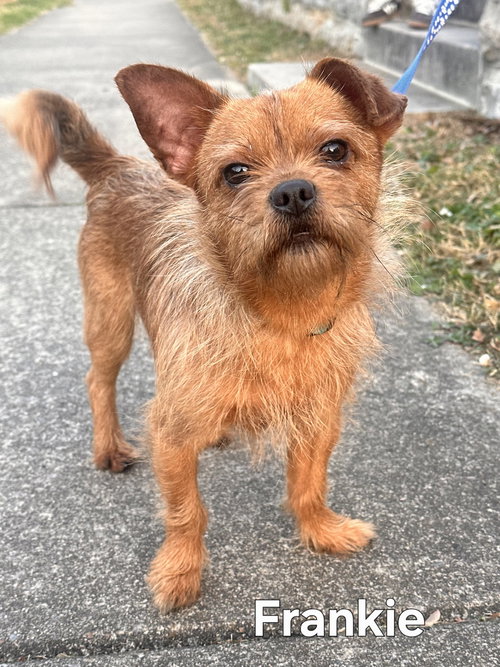 LIL FRANKIE BOY, an adoptable Cairn Terrier in Sussex, NJ