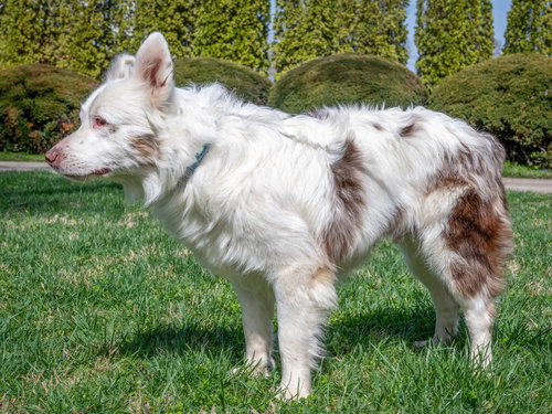 KENNY  UR BFF, an adoptable Australian Shepherd in Sussex, NJ