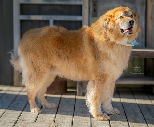GOLDEN BARON, an adoptable Great Pyrenees in Sussex, NJ