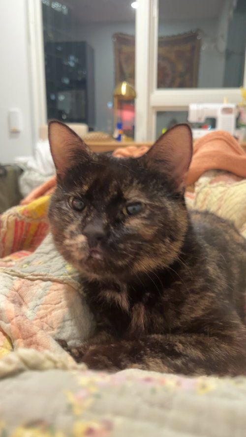 KITTY EXCITING ELSA, Young Tortoiseshell (short coat), cat for adoption in Clifton, New Jersey