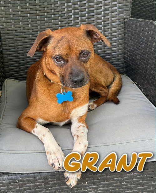 GRANT, an adoptable Chihuahua in Sussex, NJ