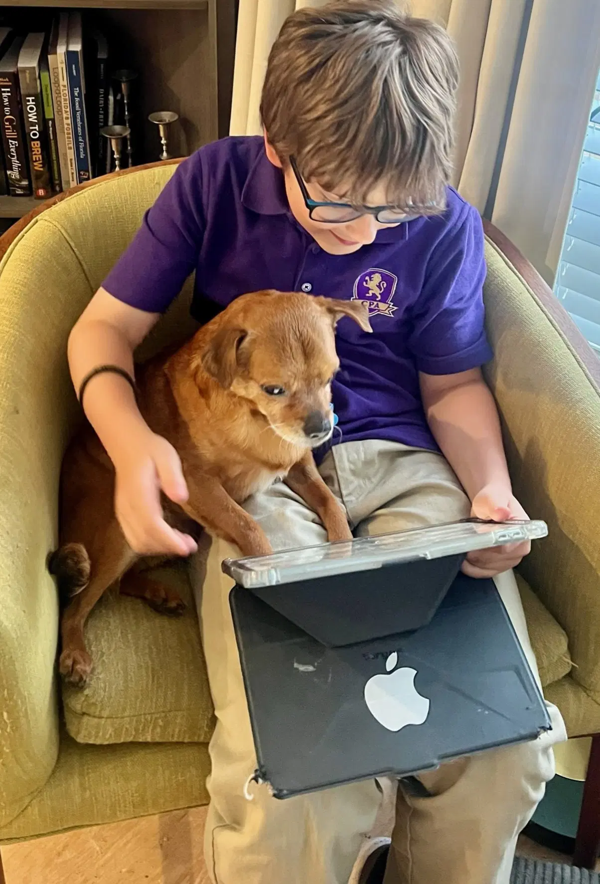 Gideon Therapy Dog image 3