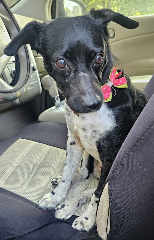 VIOLET, an adoptable Rat Terrier in Sussex, NJ