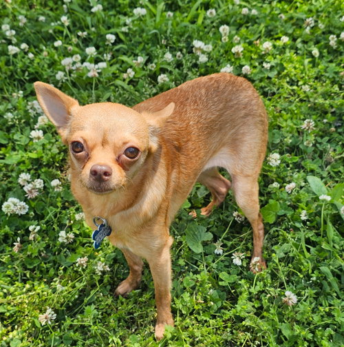 GISELLE DAINTY GIRL, an adoptable Chihuahua in Sussex, NJ