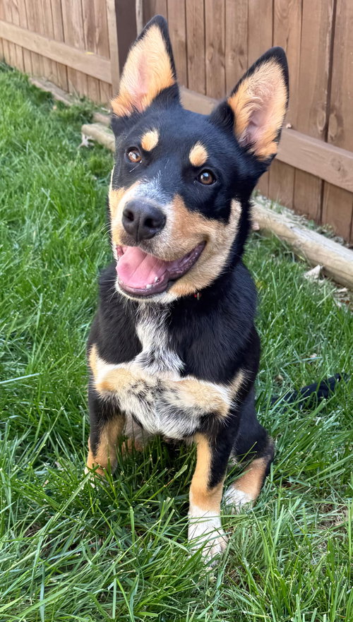 PUPPY BARNABY, an adoptable Cattle Dog in Sussex, NJ