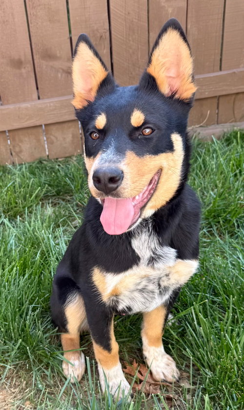 PUPPY BARNABY, an adoptable Cattle Dog in Sussex, NJ