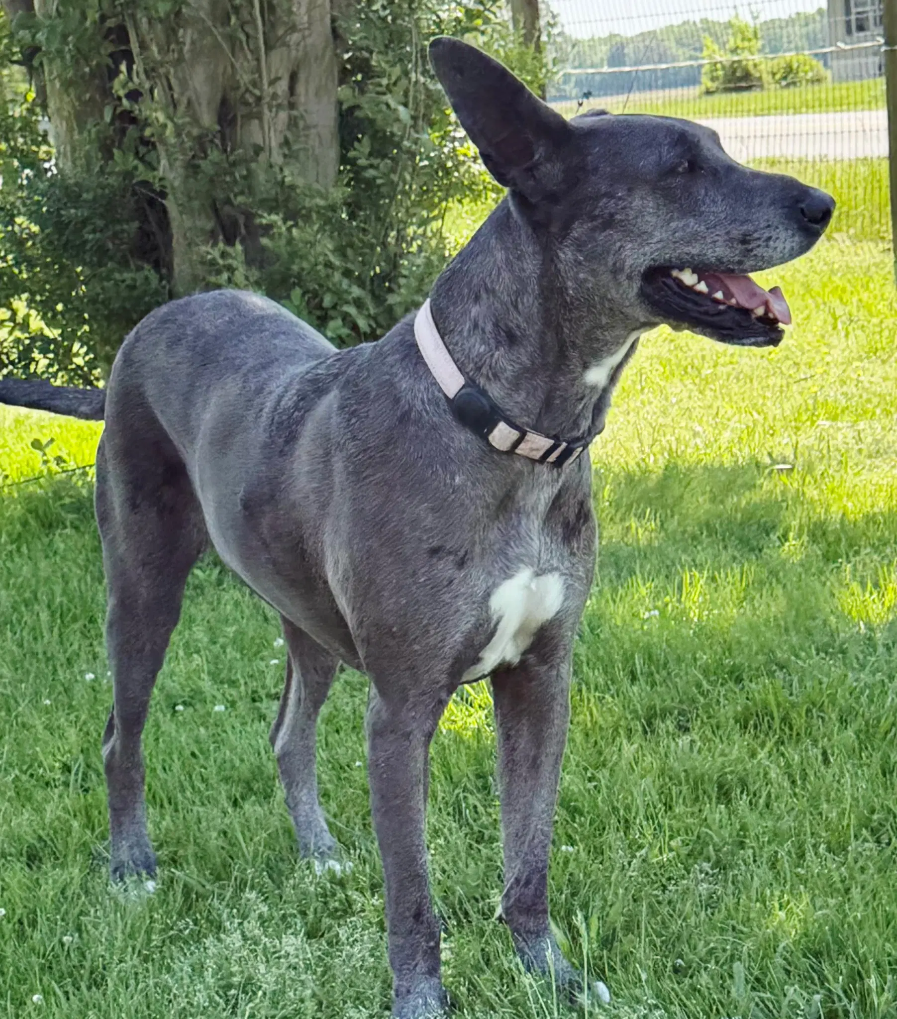 Roo image 4