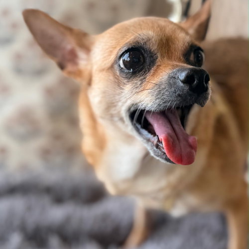CALM COCOA, an adoptable Chihuahua in Sussex, NJ