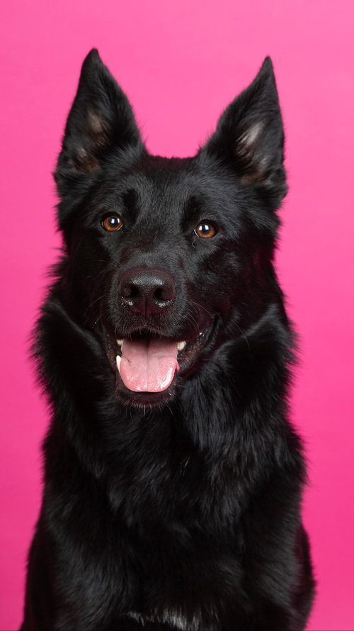 SENSHI, an adoptable German Shepherd Dog in Sussex, NJ
