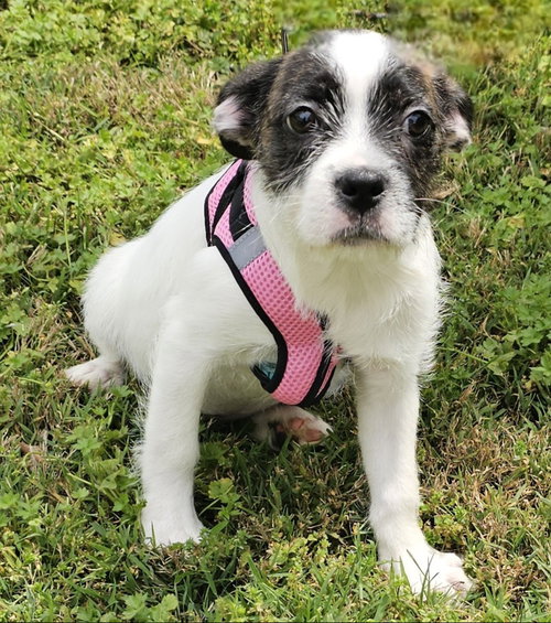 PUPPY GINGER, an adoptable Boston Terrier in Sussex, NJ