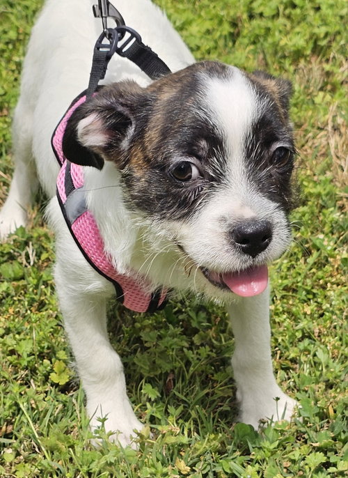 PUPPY GINGER, an adoptable Boston Terrier in Sussex, NJ