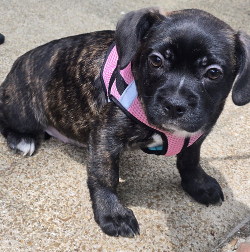 PUPPY GIDGET, an adoptable Boston Terrier in Sussex, NJ