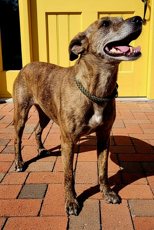 OLIVE photo 4