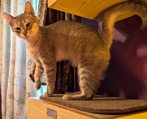 KITTEN EMMY LOU HARRIS, an adoptable Tabby in Sussex, NJ