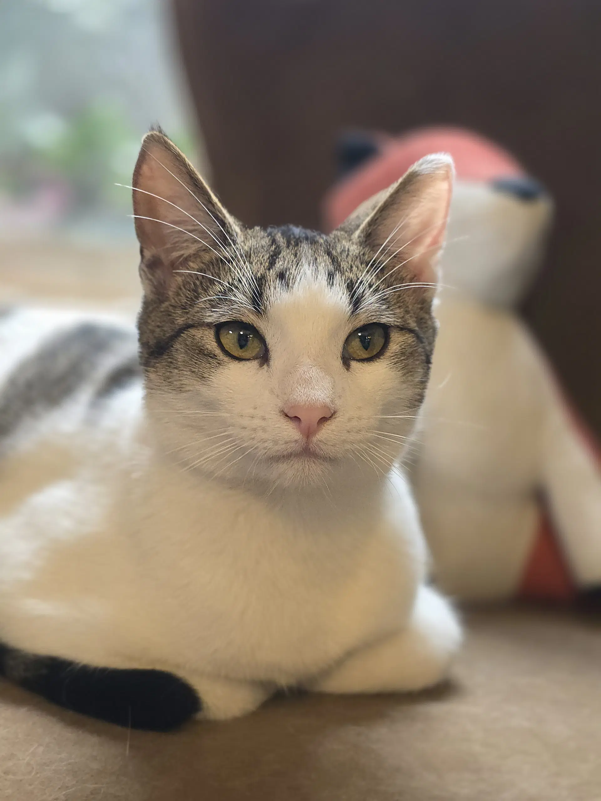 Kitty Taylor - Domestic Short Hair