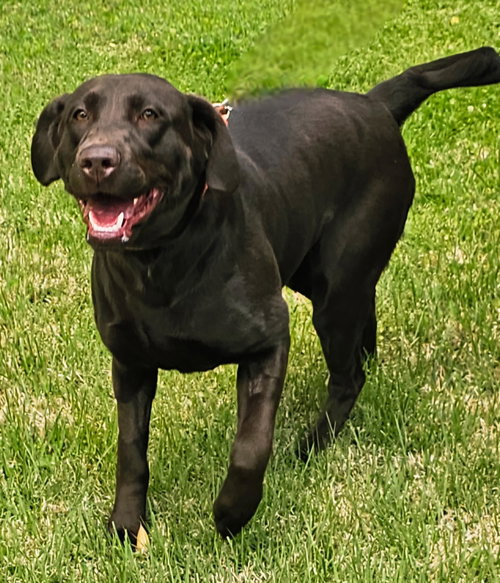 MILLIE LUVS WATER &  KIDS, an adoptable Chocolate Labrador Retriever in Sussex, NJ