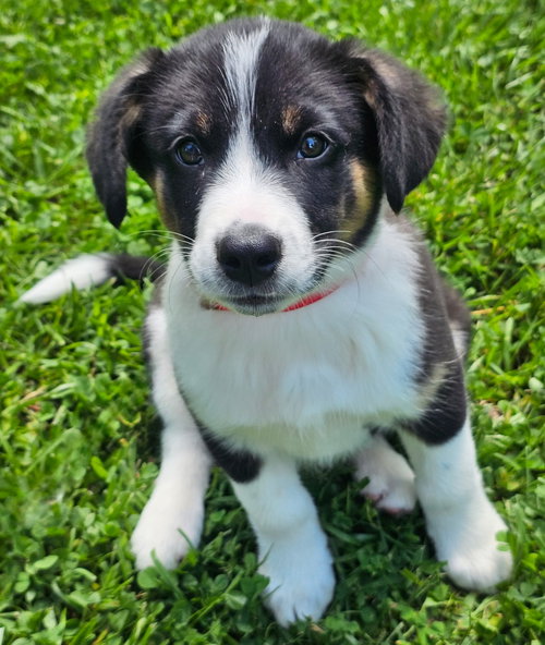 PUPPY BEAR BEAR, an adoptable Border Collie in Sussex, NJ