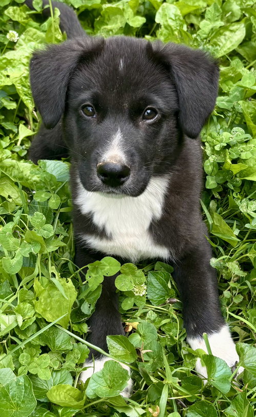 PUPPY BUTTERS, an adoptable Border Collie in Sussex, NJ