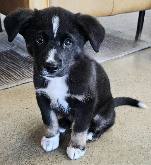 PUPPY TOMMY BOY, an adoptable Border Collie in Sussex, NJ