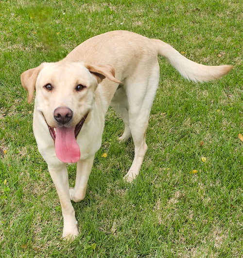 HANK THE TANK LUVS KIDS, an adoptable Yellow Labrador Retriever in Sussex, NJ