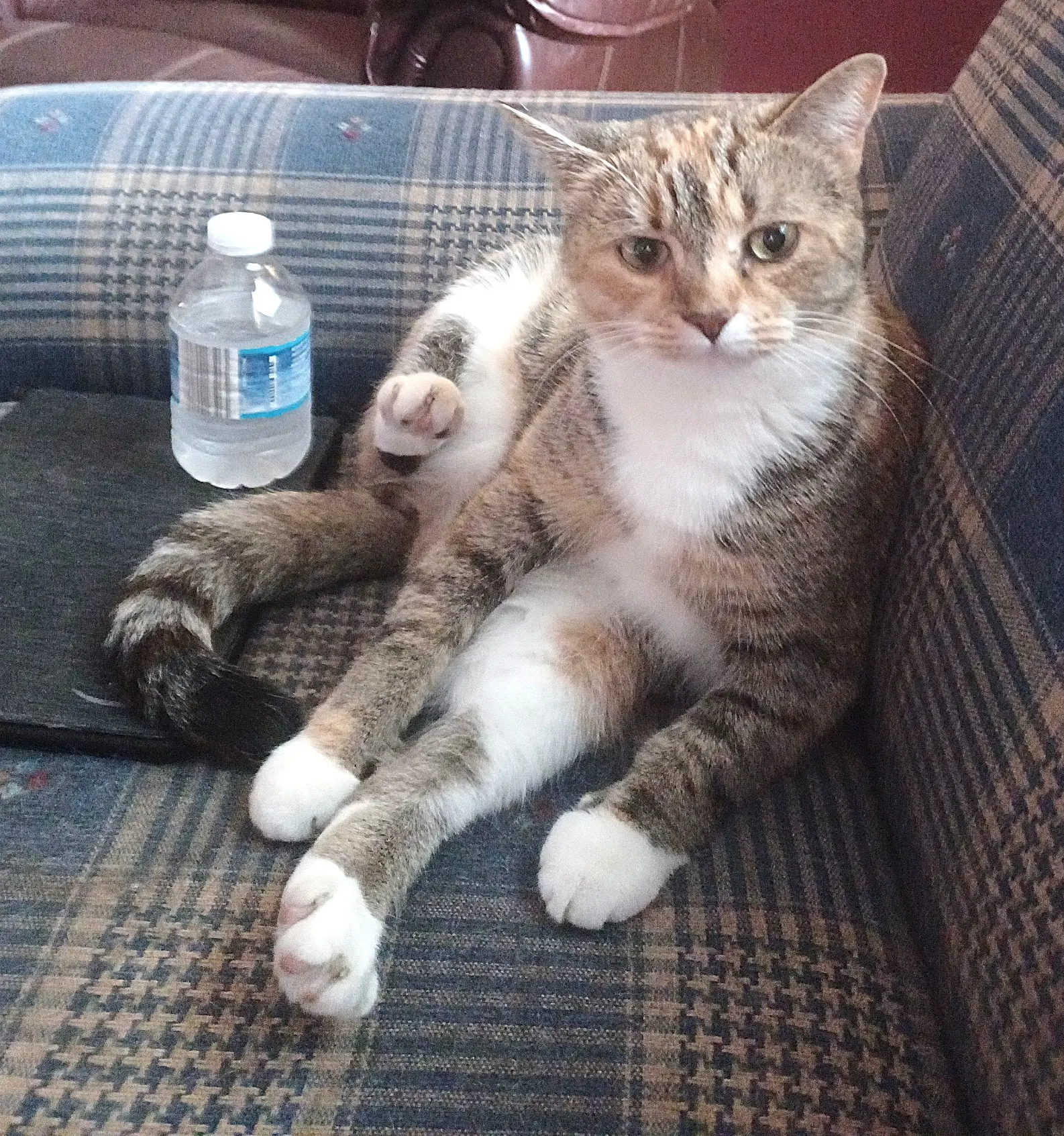 Kitty Phabulous Philomena - Tabby