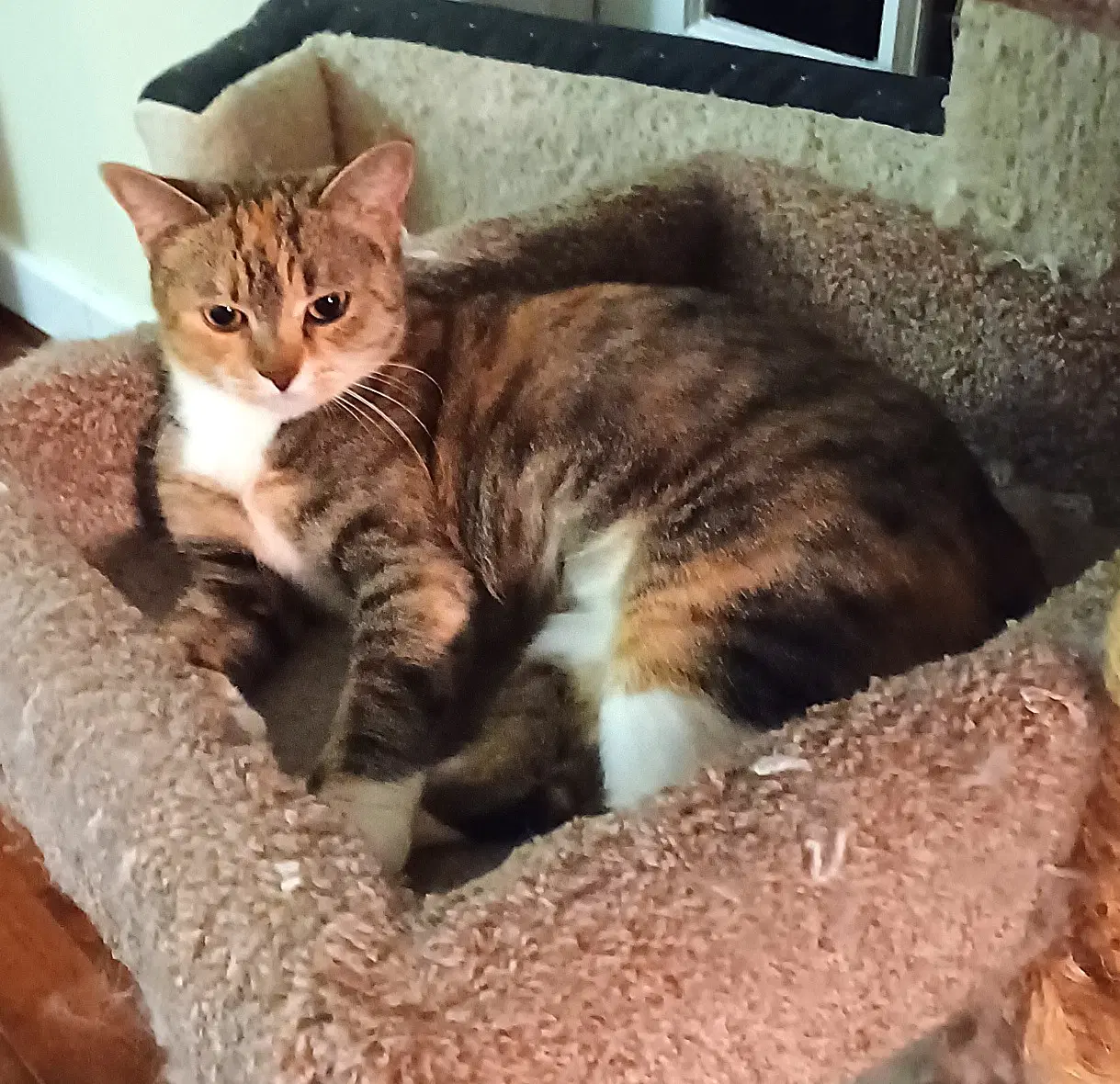 Kitty Phabulous Philomena image 2