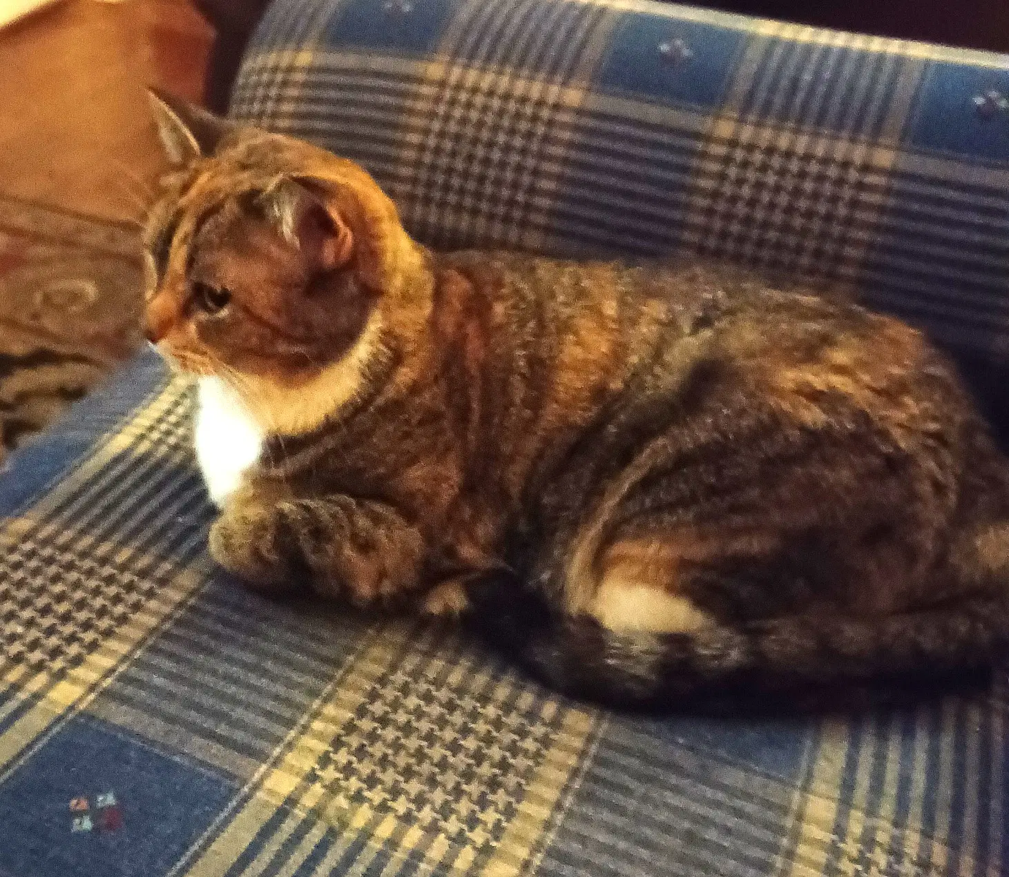 Kitty Phabulous Philomena image 3