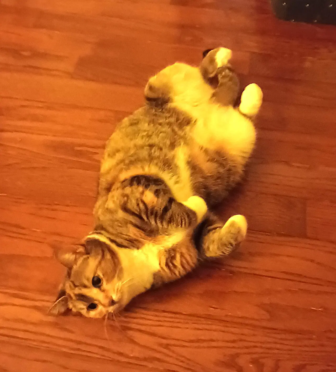 Kitty Phabulous Philomena image 4
