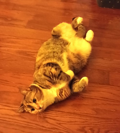 Photo 4 of KITTY PHABULOUS PHILOMENA