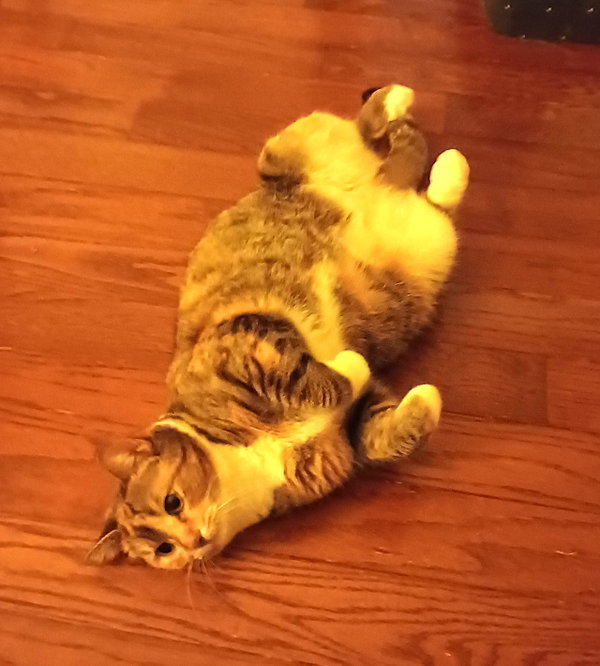 KITTY PHABULOUS PHILOMENA