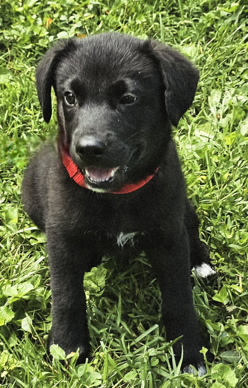 PUPPY FREJO, an adoptable Border Collie in Sussex, NJ