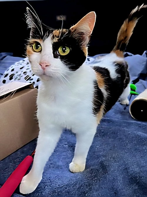 FRECKLES, Adult Calico, cat for adoption in New Rochelle, New York