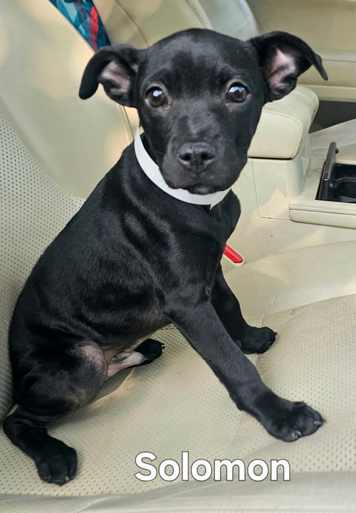 PUPPY SOLOMON