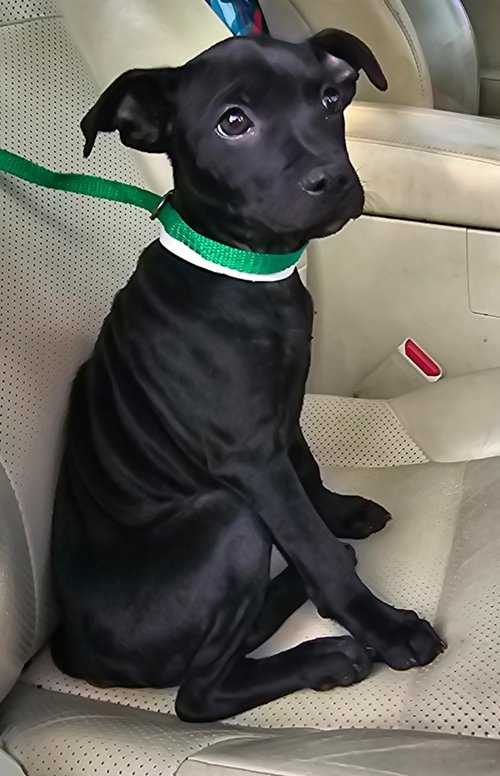 PUPPY SOLOMON photo 4