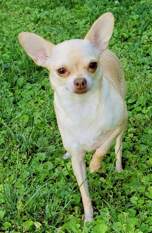 PATTY CAKE IS GENTLE, an adoptable Chihuahua in Sussex, NJ