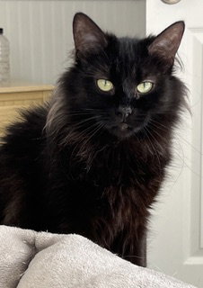 GEORGIA, an adoptable Domestic Long Hair in Sussex, NJ