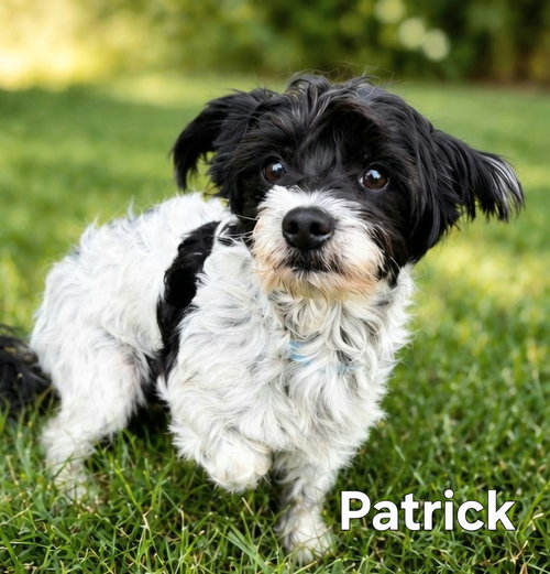 PLAYFUL PATRICK, an adoptable Maltese in Sussex, NJ