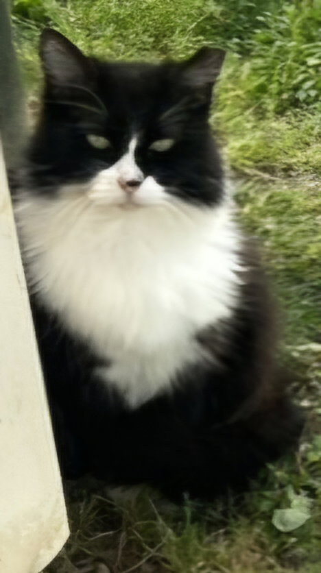 LOLLY, an adoptable Tuxedo in Sussex, NJ