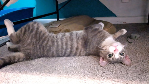 KITTY ROLY-POLY RALPH, an adoptable Tabby in Sussex, NJ