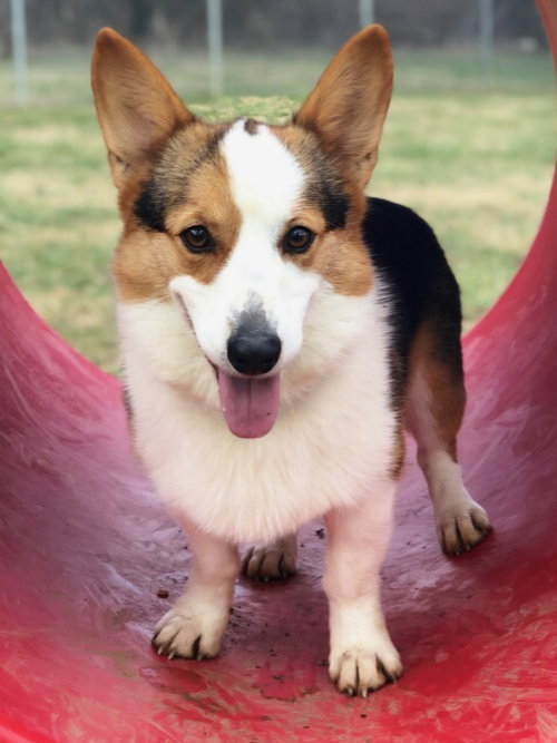 TRUMAN, an adoptable Corgi in Sussex, NJ