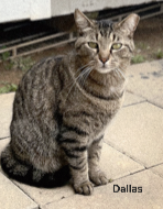 DALLAS, an adoptable Tabby in Sussex, NJ