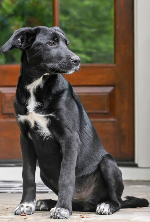 PUPPY MISTY, an adoptable Labrador Retriever in Sussex, NJ
