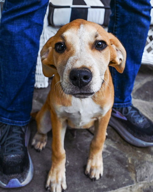 PUPPY ASH, an adoptable Labrador Retriever in Sussex, NJ