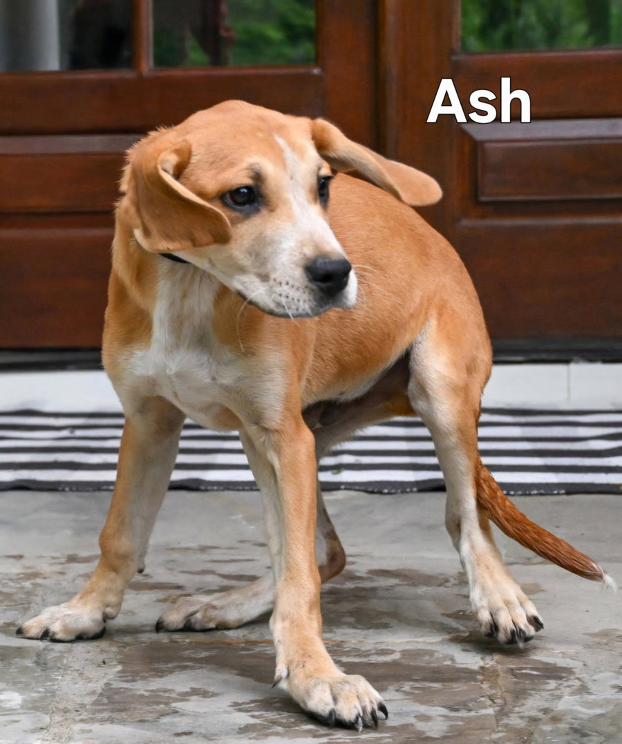 PUPPY ASH