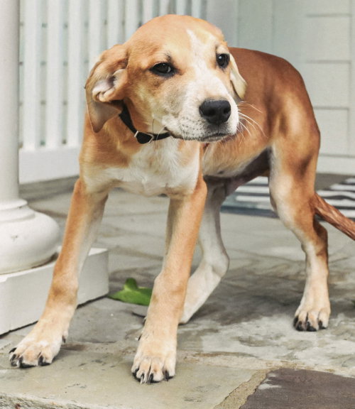 PUPPY ASH, an adoptable Labrador Retriever in Sussex, NJ