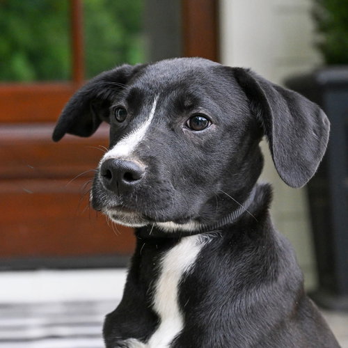 PUPPY BROCK, an adoptable Labrador Retriever in Sussex, NJ