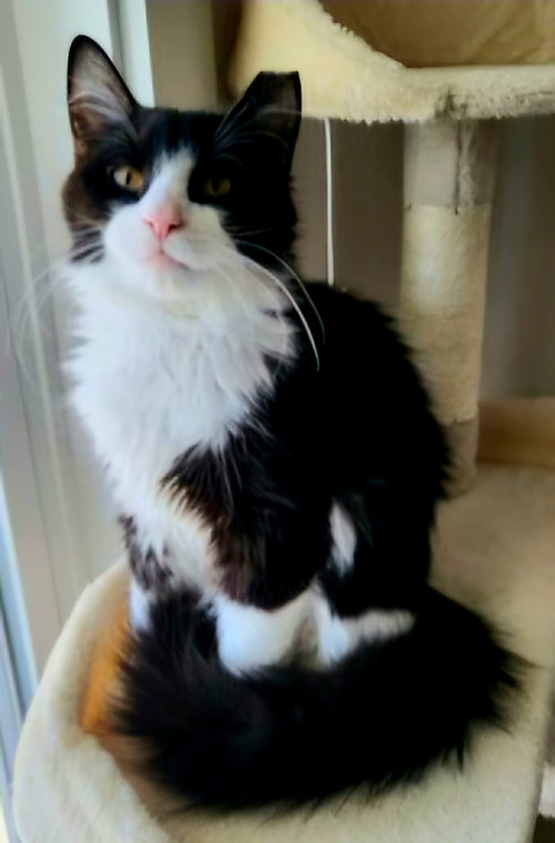 HOPE, an adoptable Domestic Short Hair in Sussex, NJ