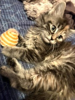 KITTEN JAZZY JEWEL, Baby Domestic Long Hair (long coat), cat for adoption in New Rochelle, New York
